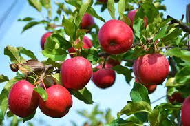 Malus domestica 'Honeycrisp' (Semi-Dwarf Apple)